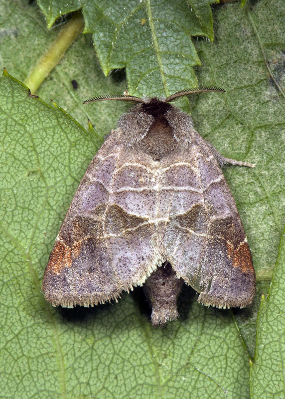 Clostera pigra - Notodontidae